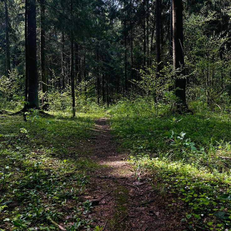 Sendero en la naturaleza